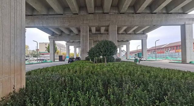 寶山路中分帶綠化工程（昌國(guó)路段）已完成綠化苗木種植工作